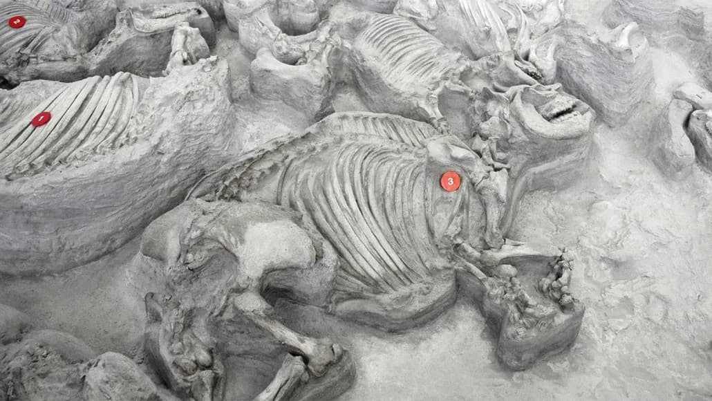 Antik Gergedanların Sürü Halinde Yaşadığı Keşfedildi!